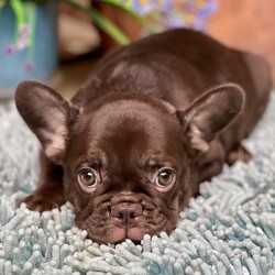Adopt a dog:Duke/PuppySpot/Male/12 weeks,Hi, I'm Duke! I'm a 12-week-old male French Bulldog with a beautiful chocolate & tan coat, born on July 2, which makes me a Cancer pup. I am ready now to plan my trip to my forever family. Once I reach my adult size, I'm expected to weigh between 20–25 lbs. I'm AKC registered. I can't wait to share my puppy love and silly quirks with you.