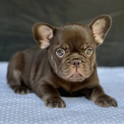Adopt a dog:Duke/PuppySpot/Male/12 weeks,Hi, I'm Duke! I'm a 12-week-old male French Bulldog with a beautiful chocolate & tan coat, born on July 2, which makes me a Cancer pup. I am ready now to plan my trip to my forever family. Once I reach my adult size, I'm expected to weigh between 20–25 lbs. I'm AKC registered. I can't wait to share my puppy love and silly quirks with you.