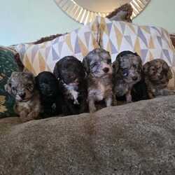 Adopt a dog:F1 toy cockpoos/Cockapoo/Female/6 weeks,happy to annouce our F1 TOY cockapoo babies are now available to potential new families as they are now 5 weeks old we feel they have their own personailies coming through and well enough developed for familys to visit them
