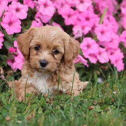 Kiva/Mini Labradoodle									Puppy/Female	/9 Weeks,Meet Kiva, a precious hypoallergenic F1bb mini labradoodle.  She is cuddly and sweet and enjoys snuggles. She has been loved and played with alot as she is family raised and enjoys being with children. She has an adorable personality,  so sweet and gentle. She comes with a clear vet check,  up to date vaccinations, and dewormed.  Her mom weighs 30 lbs. and her dad weighs 10 lbs. She will likely grow to weigh somewhere between the two. She is ready to join her new family! 