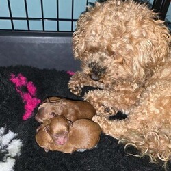Adopt a dog:F1B TINY COCKAPOOS/Cockapoo/Female/5 weeks,My tiny cockapoo matilda has given birth to three stunning girls, (dark face puppy sold) (red pup sold)