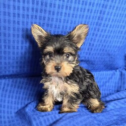 Sonny- tiny/Yorkie									Puppy/Male	/9 Weeks,Sonny is a very sweet and well socialized puppy, he loves to play with children. He is smaller than his brother,  but very lively  and friendly.  His parents  are approximately  4 to 5 #, therefore Sonny will possibly be  on the smaller  side as an adult . Please contact us to make sweet Sonny your very own puppy!