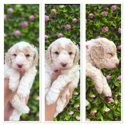 Adopt a dog:5 beautiful cavapoochon puppies looking for their forever homes/Cavapoochon/Female/6 weeks,Our beautiful girl Blossom has just had her first litter on the 26/08/25. She is an amazing mummy to 3 girls and 2 boys. Dad is our male dog Charlie pictures of parents included. Both mum and dad are our family pets and both live in the family home. Pups ready for their forever homes from the 21/10/25. Potential homes will be vetted to ensure our pups are going for the best homes. £375 no refundable deposit required to secure your puppy