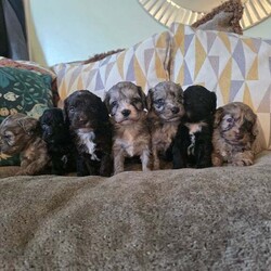 Adopt a dog:F1 toy cockpoos/Cockapoo/Female/6 weeks,happy to annouce our F1 TOY cockapoo babies are now available to potential new families as they are now 5 weeks old we feel they have their own personailies coming through and well enough developed for familys to visit them