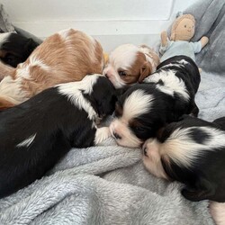 Cavalier King Charles puppies/Cavalier King Charles Spaniel/Female/3 weeks,So so happy to show you that our beautiful girl Polly has had a litter of puppies. We are absolutely besotted with them all. 