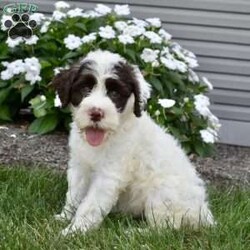 Bailey/Portuguese Water Dog									Puppy/Female	/June 29th, 2025,I would love to be your next pet. I am up to date on all shots and dewormers & im vet checked. Please contact us Monday – Saturday all Sunday calls will be returned mondays.  