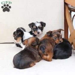Rocky/Yorkie									Puppy/Male	/August 26th, 2025,Rocky is a part of the absolute dreamiest litter of Yorkies, his dad is chocolate, and his mom is black and tan with a party bloodline . he has an approximate adult weight of 4 to 5 pounds . 
