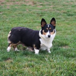 Cinderella/Pembroke Welsh Corgi									Puppy/Female	/8 Weeks,Meet Cinderella, our adorable AKC Registered Pembroke Welsh Corgi! With her signature short legs, fluffy coat, and perky ears, she is the epitome of Corgi cuteness. This playful and affectionate breed is known for its intelligence and lively spirit, and she is no exception. When the day’s adventures are over, she transforms into a snuggle expert, ready to melt your worries away with her warmth and cuddles. Whether she’s chasing toys, exploring the outdoors, or curling up for a cozy nap, her charm will steal your heart.