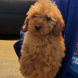 Adopt a dog:Poodle Miniature Puppy – Ready Now/Miniature Poodle/Female/9 weeks,Adorable 8-week-old miniature poodle looking for a loving home.