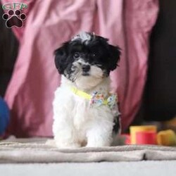Drew/Shih-Poo									Puppy/Male	/12 Weeks,Say hello to Drew, our sweet little Shihpoo! With his silky-soft coat, bright eyes, and irresistible charm, Drew is sure to steal hearts wherever he goes. He’s everything you’d expect from a Shihpoo-sweet, playful, and happiest when he’s right by your side. Raised with lots of love and care, Drew is well-socialized and ready to join his forever family. Whether he’s bouncing around with joy or snuggling up for cuddle time, this little guy is guaranteed to bring endless smiles and love to your home.