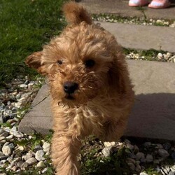 Adopt a dog:Poodle Miniature Puppy – Ready Now/Miniature Poodle/Female/9 weeks,Adorable 8-week-old miniature poodle looking for a loving home.