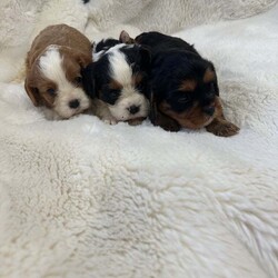 Adopt a dog:king charles Cavalier puppies one by one girl available/Cavalier King Charles Spaniel/Female/4 months,happy to announce our beautiful lady had her first litter of beautiful King Charles puppies one boy and one girl available fully vaccinated, wormed every six weeks since birth fleed microchipped mum and dad full breed king charles also available for viewing good homes please