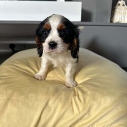 Adopt a dog:king charles Cavalier puppies one by one girl available/Cavalier King Charles Spaniel/Female/4 months,happy to announce our beautiful lady had her first litter of beautiful King Charles puppies one boy and one girl available fully vaccinated, wormed every six weeks since birth fleed microchipped mum and dad full breed king charles also available for viewing good homes please