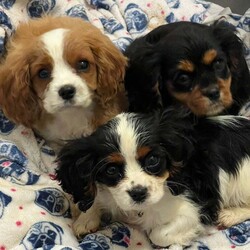 Adopt a dog:king charles Cavalier puppies one by one girl available/Cavalier King Charles Spaniel/Female/4 months,happy to announce our beautiful lady had her first litter of beautiful King Charles puppies one boy and one girl available fully vaccinated, wormed every six weeks since birth fleed microchipped mum and dad full breed king charles also available for viewing good homes please