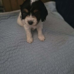 Adopt a dog:2 cockapoo x king charles puppies/Cockapoo/Female/7 weeks,We have 2 cockapoo x king charles female puppies who need a forever home. They will be microchiped and there first round of vaccinations will be done before collectio