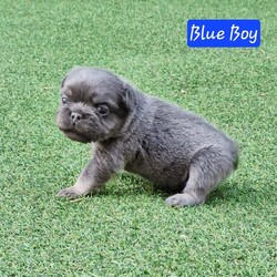 Adopt a dog:Lilac & Tan Fluffy French Bulldog Puppies For Sale /French Bulldog/Female/4 weeks,KC registered Lilac and Tan full fluffy puppies carrying cream and possible Isabella chocolate 3 girls, 2 boys available chunky compact pups with great structure, will be ready to leave for their furrever homes on the 5th of November brought up in a family environment used to household noises. Can be seen with Mother