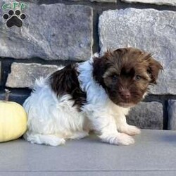Nick/Havanese									Puppy/Male	/9 Weeks,   Looking for a puppy that’s as loving as he is adorable? Meet Nick, a Purebred AKC Registered Havanese with a gorgeous chocolate sable & white coat and the sweetest puppy eyes! Vet Checked & Healthy Up to Date on Shots & Dewormings Microchipped for Safety Comes with a Health Guarantee Delivery Available right to your door! Nick’s soft, fluffy coat and affectionate personality make him the perfect cuddle buddy and family companion. Whether playing or snuggling, he’s sure to steal your heart! Contact us today to reserve your new best friend!