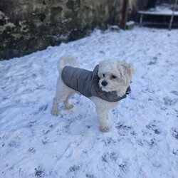 Bichon Frise/Bichon Frise/Female/4 years,Hello, my name is Bobi, I am a 4 year old puppy, I am looking for a new family to love and take care of me, unfortunately my current family is having difficulty keeping me. I am a good puppy, I like playing, I like children