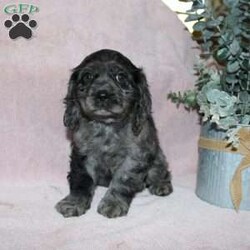 Lavendar/Cocker Spaniel									Puppy/Female	/August 27th, 2025,Are you looking for a classic family dog who was born to be snuggled? This Cocker Spaniel puppy has had all the love and attention from our family starting on day one and is ready to have a forever family to share puppy kisses with! Each puppy comes up to date on shots and dewormer, has been vet checked, and comes with an extended health guarantee for your peace of mind! The mother Lily is our family dog and she is a great momma to her puppies teaching them how to play and explore. If you are looking for the ideal family dog contact us today to learn how you can make this puppy your own!