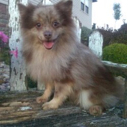 Lola/Pomeranian									Puppy/Female	/9 Weeks,Lola is a sweet pomeranian puppy with a gentle disposition. This cutie is well socialized and will be so happy to meet you! Lola has been vet checked and is up-to-date on shots and deworming. She will be a great addition to your family. For more information or to schedule a visit please call or text us today. 