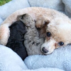 Mindy/Toy Poodle									Puppy/Female	/7 Weeks,Meet the beautiful, Mindy! She is a sweet toy poodle, waiting to find her forever family. She will be approximately 4-6lbs fully grown. She has been well socialized with other dogs, and our children. She is AKC registered, microchipped, and is up to date on shots, and wormer. You need to meet her in person to see how smart & sweet she is. Reach out today to make her yours!