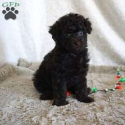 Mindy/Toy Poodle									Puppy/Female	/7 Weeks,Meet the beautiful, Mindy! She is a sweet toy poodle, waiting to find her forever family. She will be approximately 4-6lbs fully grown. She has been well socialized with other dogs, and our children. She is AKC registered, microchipped, and is up to date on shots, and wormer. You need to meet her in person to see how smart & sweet she is. Reach out today to make her yours!