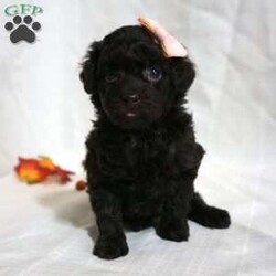 Mindy/Toy Poodle									Puppy/Female	/7 Weeks,Meet the beautiful, Mindy! She is a sweet toy poodle, waiting to find her forever family. She will be approximately 4-6lbs fully grown. She has been well socialized with other dogs, and our children. She is AKC registered, microchipped, and is up to date on shots, and wormer. You need to meet her in person to see how smart & sweet she is. Reach out today to make her yours!