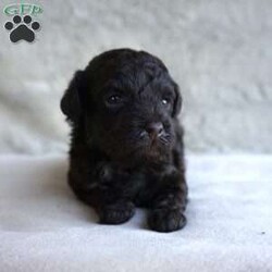 Mindy/Toy Poodle									Puppy/Female	/7 Weeks,Meet the beautiful, Mindy! She is a sweet toy poodle, waiting to find her forever family. She will be approximately 4-6lbs fully grown. She has been well socialized with other dogs, and our children. She is AKC registered, microchipped, and is up to date on shots, and wormer. You need to meet her in person to see how smart & sweet she is. Reach out today to make her yours!