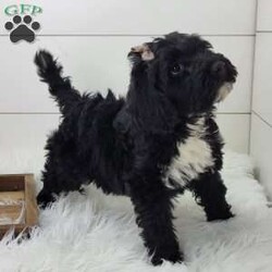 Raven/Portuguese Water Dog									Puppy/Female	/September 13th, 2025,Raven is a very outgoing busy little girl that is always full of mischief!She loves to play in the leaves but is always ready for a good snuggle after her playtime.She is up to date on vaccinations and wormer.parents have both been health tested and are clear .please feel free to call or text for more info