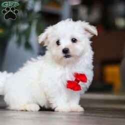 Riley/Maltese									Puppy/Male	/10 Weeks,Hi there! I’m Riley — a tiny Maltese puppy with a big, happy heart! My soft, fluffy white coat and bright button eyes make it hard for anyone to resist picking me up for cuddles. I love to bounce around, chase my toys, and show off my playful side, but I’m just as happy curling up in your lap for a cozy nap. I’m full of love, sweetness, and charm — and I can’t wait to find a forever family to share all my puppy snuggles and tail wags with!