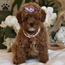 Coco/Toy Poodle									Puppy/Female	/15 Weeks,Beautiful AKC Registered litter of Red Poodle pups now ready to go to their new homes, they have age appropriate vaccinations and deworming, they are also Microchipped and Registered, my Pups will be in the 6 to 8lbs Range, they have been fed premium food and bottled water since being weaned, we have started on potty training getting them use to going potty on potty pads, and now that they have been vaccinated they can start to learn to go potty outside, they all have playful sweet loving personalities, they are not Yappy at all, very loving and silly and not hyperactive, each pup will come with all paperwork and registration papers etc as well as a puppy starter kit that will include, new feeding bowl, treats, toys, starter food, potty training pads etc, You are welcome to come to my home meet the pups and their parents and see if its a good fit, if you are not in the area meeting at a halfway point can be arranged if its within a 3hr drive, if shipping is needed shipping to any major airport can be arranged with the pup escorted by a shipping nanny for an additional $650, call or text if you would like to come see the pups, thanks