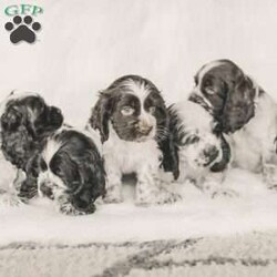 Mona/Cocker Spaniel									Puppy/Female	/8 Weeks,Meet our AKC Cocker Spaniel puppies! They are family raised and love to follow our three year old everywhere! 