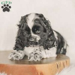 Mona/Cocker Spaniel									Puppy/Female	/8 Weeks,Meet our AKC Cocker Spaniel puppies! They are family raised and love to follow our three year old everywhere! 