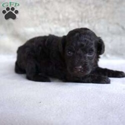 Mindy/Toy Poodle									Puppy/Female	/7 Weeks,Meet the beautiful, Mindy! She is a sweet toy poodle, waiting to find her forever family. She will be approximately 4-6lbs fully grown. She has been well socialized with other dogs, and our children. She is AKC registered, microchipped, and is up to date on shots, and wormer. You need to meet her in person to see how smart & sweet she is. Reach out today to make her yours!