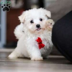 Riley/Maltese									Puppy/Male	/10 Weeks,Hi there! I’m Riley — a tiny Maltese puppy with a big, happy heart! My soft, fluffy white coat and bright button eyes make it hard for anyone to resist picking me up for cuddles. I love to bounce around, chase my toys, and show off my playful side, but I’m just as happy curling up in your lap for a cozy nap. I’m full of love, sweetness, and charm — and I can’t wait to find a forever family to share all my puppy snuggles and tail wags with!