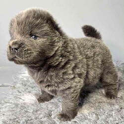 Chowchow puppy’s/Chow Chow/Female/4 weeks,Beautiful litter of chow chow pups looking for their forever homes .born 20th October .will come with first vaccination and all will be kc registered.pictures of mum and dad can be seen in the ad.3 girls and 1 blue boy .deposits now being took for these beautiful pups .viewings now being took. 