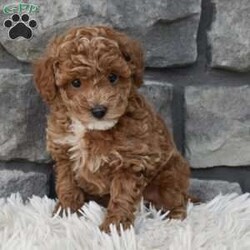 Skittles/Toy Poodle									Puppy/Male	/8 Weeks,I offer a one year health guarantee. Up to date on shots and dewormings. Skittles is well socialized and loves attention. He is great with kids and other pets. I’m looking for a loving indoor home. Shipping options are available anywhere in the US. All Sunday calls are returned on Mondays. Thanks Jon