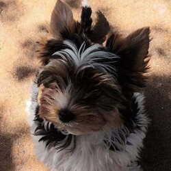 Enchanting Biewer Terrier Puppies /Biewer Terrier/Female/6 months,My darling Demelza presented me with 3 beautiful boy puppies.  Two are available for reservation to the kindest pet homes.  The boys are microchipped, vaccinated, health checked and ready to start life with their new families. They are affectionate, confident puppies, well socialised, used to warm baths, hairdryers and being groomed. 