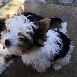 Enchanting Biewer Terrier Puppies /Biewer Terrier/Female/6 months,My darling Demelza presented me with 3 beautiful boy puppies.  Two are available for reservation to the kindest pet homes.  The boys are microchipped, vaccinated, health checked and ready to start life with their new families. They are affectionate, confident puppies, well socialised, used to warm baths, hairdryers and being groomed. 