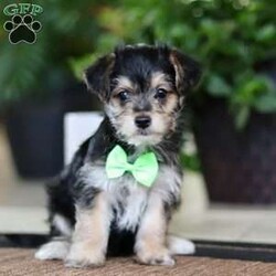 Travis/Morkie / Yorktese									Puppy/Male	/8 Weeks,Meet Travis, our adorable Morkie boy with a heart full of sweetness and a personality that shines! This handsome little guy is the perfect mix of his Maltese and Yorkie parents—loving, playful, and irresistibly cute. With his soft, fluffy coat and bright, curious eyes, Travis is sure to steal your heart the moment you meet him. He loves to play, explore, and snuggle up for cozy naps, making him the perfect companion for both fun and relaxation.