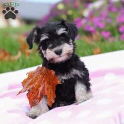 Lexi/Miniature Schnauzer									Puppy/Female	/9 Weeks,Lexi is an adorable little AKC Mini Schnauzer with a loving heart and a bright, lively spirit. Her soft, glossy coat and sparkling eyes make her absolutely irresistible. She’s full of personality — playful, curious, and affectionate all at once. Whether she’s busy chasing her toys, exploring her surroundings, or snuggling up for a nap, Lexi brings joy and sweetness to every moment.