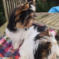 Enchanting Biewer Terrier Puppies /Biewer Terrier/Female/6 months,My darling Demelza presented me with 3 beautiful boy puppies.  Two are available for reservation to the kindest pet homes.  The boys are microchipped, vaccinated, health checked and ready to start life with their new families. They are affectionate, confident puppies, well socialised, used to warm baths, hairdryers and being groomed. 