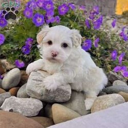 Dixie/Havanese									Puppy/Female	/10 Weeks,Meet Dixie – The Cream & White Havanese Sweetheart! Dixie is a purebred AKC registered Havanese puppy with a soft cream and white coat and a gentle, loving expression that’s impossible to resist. She’s full of personality — playful, affectionate, and eager to bring smiles wherever she goes. Details: • Birthdate: September 15, 2025 • Color: Cream & White • AKC Registered • Microchipped • Up to date on all shots & dewormings • Comes with a health guarantee Dixie has been family raised and well socialized, giving her a confident and friendly temperament that makes her a wonderful fit for any home. Whether you’re looking for a playful companion or a loyal little friend, she’s ready to be by your side. Delivery available right to your door! Contact us today to get your new family member. Dixie is a darling Havanese girl who’s sure to capture hearts and fill your home with love and joy.