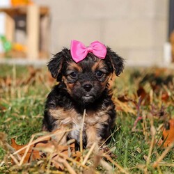Melody/Yorkie Poo									Puppy/Female	/7 Weeks,I’m an absolutely adorable Yorkiepoo puppy with a sweet personality and more charm than my tiny body can hold. I love to bounce around, snuggle into warm laps, and brighten everyone’s day with my playful energy. My soft, fluffy coat and bright, expressive eyes make me irresistible, and I’m always ready for affection, adventures, and all the cozy cuddles you can give. I may be small, but my heart is overflowing with love—and I can’t wait to share it with my forever family!