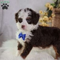 Figo/Mini Bernedoodle									Puppy/Male	/16 Weeks,Figo’s rich chocolate coat is as soft and inviting as his loving personality. This micro Bernedoodle is a little bundle of happiness, eager to spread joy wherever he goes. Figo thrives on human attention, happily playing, exploring, and snuggling with those he loves.