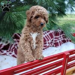 Cinnamon/Toy Poodle									Puppy/Female	/9 Weeks,Meet Cinnamon, an adorable puppy with a sweet and playful personality!  She is family-raised with children and socialized, making him a perfect companion.  Cinnamon is vet checked, up-to-date on shots and dewormer, and comes with a 1 year genetic health guarantee. She’s petite and cute, and is registered with the ACA. If you’re interested in giving Cinnamon a forever home, please call or text Lenora today!