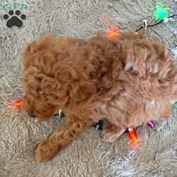 Murphy/Toy Poodle									Puppy/Male	/6 Weeks,Meet the handsome, Murphy! He is a sweet toy poodle, waiting to find his forever family. He has been well socialized with other dogs, and our children. He is AKC registered, microchipped, and is up to date on shots, and wormer. You need to meet him in person to see how smart & sweet he is. Reach out today to make him yours!