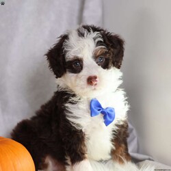 Figo/Mini Bernedoodle									Puppy/Male	/16 Weeks,Figo’s rich chocolate coat is as soft and inviting as his loving personality. This micro Bernedoodle is a little bundle of happiness, eager to spread joy wherever he goes. Figo thrives on human attention, happily playing, exploring, and snuggling with those he loves.