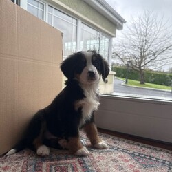 Bernese Mountain Dog Pups/Bernese Mountain Dog/Female/8 weeks,We’re excited to share that our beautiful Bernese Mountain Dog Bonnie has had a healthy litter of stunning puppies — and they’re soon ready to meet their new families!