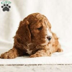 Duke/Cockapoo									Puppy/Male	/12 Weeks,Duke – leader, commander, of high ranking nobility. This young man wears his name well. His dark red complexion adds to his air of nobility. He is inquisitive, friendly and leads the pack. He is vet checked, up to date in shots, has a health guarantee and is ready for his new realm just in time for Christmas.
